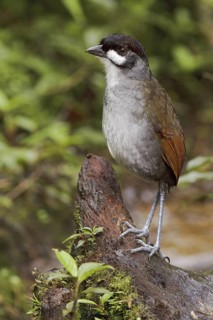 Jocotoco Antpitta (Grallaria ridgelyi), Ecuador