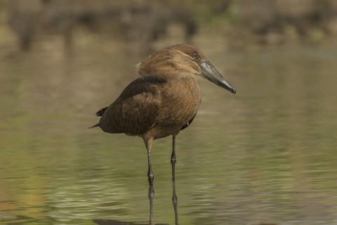 Hamerkop (Scopus umbretta), Gambia
