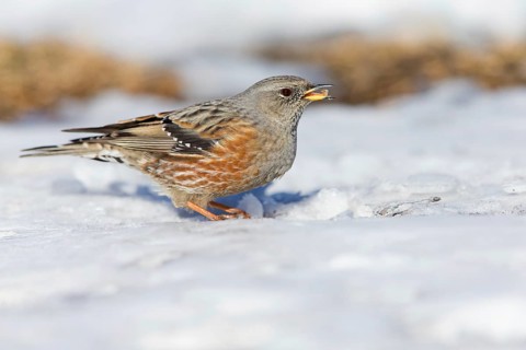 Alpenbraunelle, Alpine Accentor, Prunella collaris, Accenteur alpin, Acentor Alpino