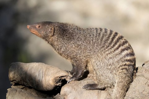 An adult zebra mongoose (Mungos mungo) sits on a hollow, fallen tree trunk in the soft morning