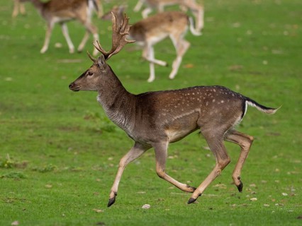 Young fallow deer running, North Rhine-Westphalia, Germany