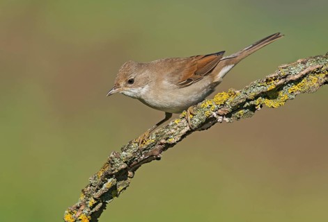 Common Whitethroat (Sylvia communis) perched on lichen branch, Aosta Valley, Italy