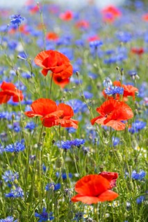 Cornflowers (Centaurea cyanus) and poppies (Papaver) blooming at the edge of a faded rape field