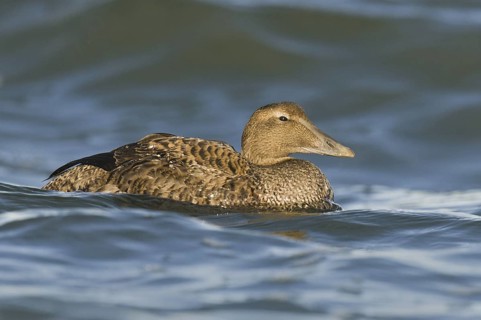 Common Eider (Somateria mollissima) female, New Jersey, USA