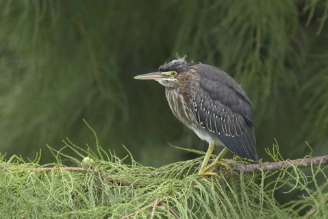 Green Heron (Butorides virescens), Florida, USA