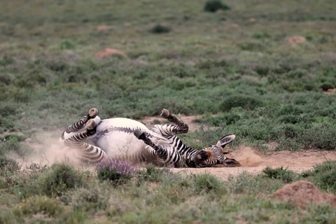 Cape Mountain Zebra (Equus zebra), adult, sand bath, Mountain Zebra National Park, Eastern Cape,