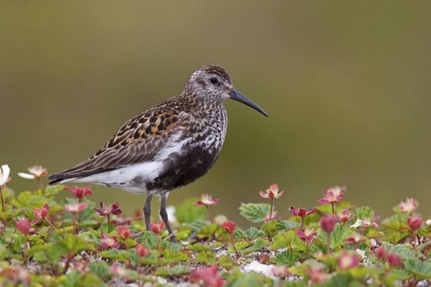 Dunlin (Calidris alpina), Varanger, Norway