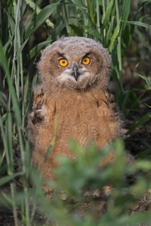 Eurasian eagle-owl (Bubo bubo), young European eagle-owl owlet sitting exposed on the ground in