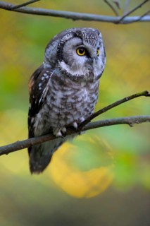 Rauhfusskauz (Aegolius funereus), Boreal owl, adultes Tier, aufmerksam, erschreckt, Oktober,