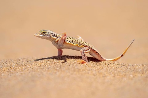 Shovel-nosed lizard (Meroles anchietae), in the sand, stretching its legs in the air to cool off,