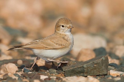 Bar-tailed Desert Lark - Sandlerche - Ammomanes cincturus, Marokko, adult