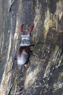 Fascinating stag beetle (Lucanus cervus), insect of the year 2012, June, Saxony, Germany