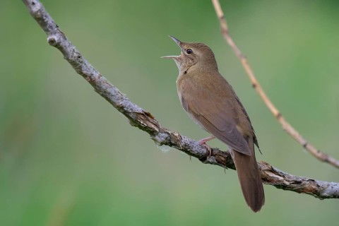 River Warbler (Locustella fluviatilis) singing, Brandenburg, Germany