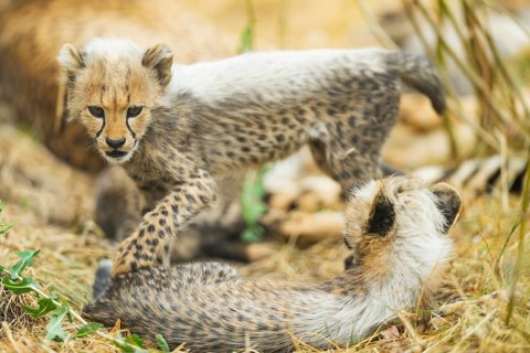 Cheetah (Acinonyx jubatus) youngsters playing with each other, captive, occurrence Africa