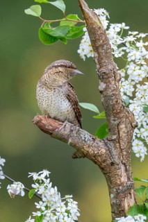 Eurasian wryneck (Jynx torquilia), Limbach, Burgenland, Austria