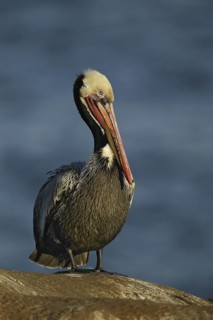 Brown Pelican (Pelecanus occidentalis), California, USA