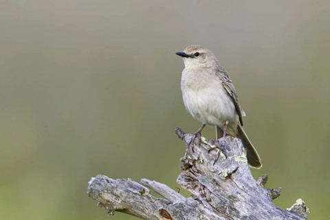 Rufous Songlark (Megalurus mathewsi), Victoria, Australia