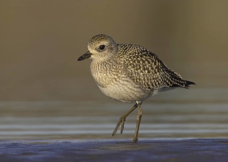 Grey Plover (Pluvialis squatarola), Ohio, USA