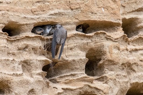 Sand martin (Riparia riparia) nesting in a sand pit Sand excavation and feeding chicks in a nest in