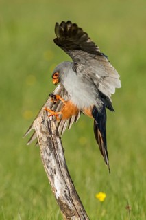 Red-Footed Falcon (Falco vespertinus), adult male landing on a branch, Galicia, Spain
