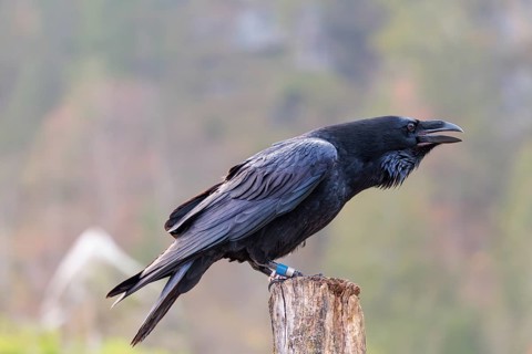 A common raven (Corvus corax) perches on an old fence post. Austria