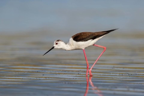 Black-winged Stilt (Himantopus himantopus) foraging, Lesvos, Greece
