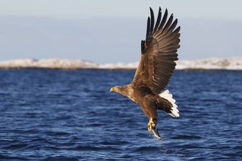 White-tailed Eagle (Haliaeetus albicilla) flying, Norway