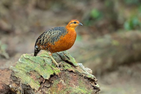 Ferruginous Partridge (Caloperdix oculeus oculeus) male perched on the ground, Pahang, Malaysia