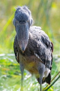 Shoebill (Balaeniceps rex), juvenile, animal portrait, evil eye, swamps of Mabamba, Lake Victoria,
