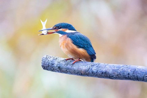 Kingfisher (Alcedo atthis) wbl Germany
