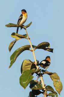 White-rumped Tanager (Cypsnagra hirundinacea) perched on a branch in the Pantanal region of Brazil