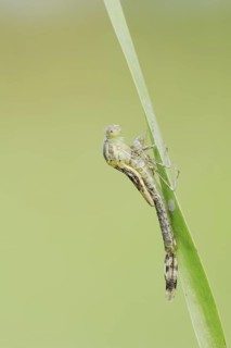 Willow Emerald Damselfly (Chalcolestes viridis) hatching, hatching, larva, dragonfly larva, North