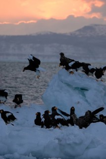 Steller's Sea Eagle (Haliaeetus pelagicus), Hokkaido, Japan