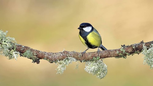 Great Tit (Parus major), sitting on a branch overgrown with moss and lichen, Wildlife, Animals,