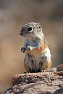 Antelope gopher, (Ammospermophilus harrisii), adult, on tree, foraging, Sonoran Desert, Arizona,
