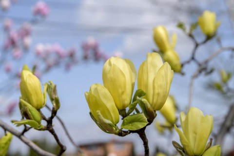 Magnolia (Magnolia 'Butterflies'), Zymon Nursery, Opatowek, Poland