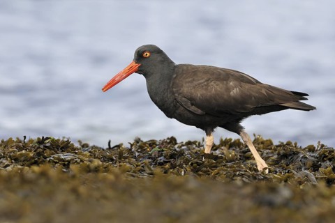 Black Oystercatcher (Haematopus bachmani), British Columbia, Canada