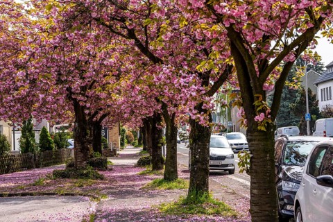 Blooming cherry trees on Saarner Strasse in Mülheim an der Ruhr, Spring, North Rhine-Westphalia,