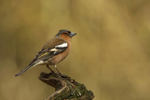 Common Chaffinch (Fringilla coelebs) male, Utrecht, Netherlands