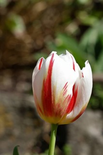 Tulip (Tulipa), flower red-white colour in a flower bed Wilnsdorf, North Rhine-Westphalia, Germany