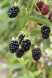Spikeless blackberry (Rubus fruticosus 'Loch Tay'), Weihenstephan Gardens, Germany