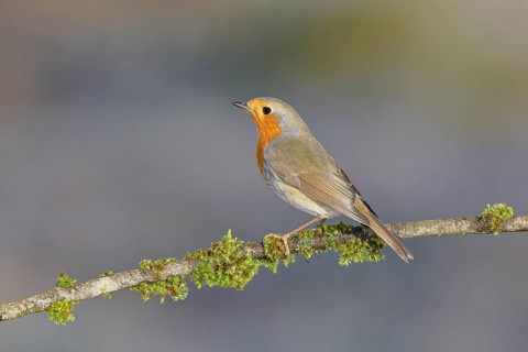 Robin (Erithacus rubecula) sitting on a branch, Wilnsdorf, North Rhine-Westphalia, Germany
