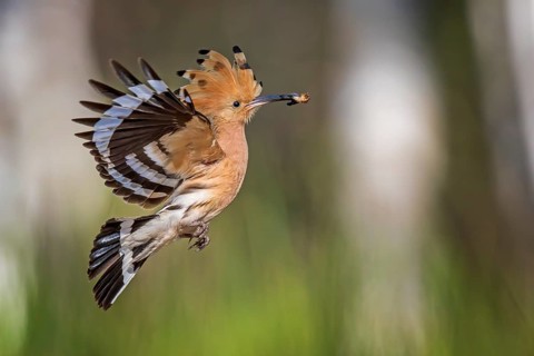 Eurasian Hoopoe (Upupa epops) flying with food in beak, Saxony-Anhalt, Germany