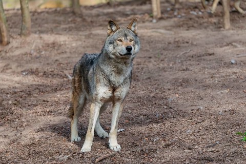A Eurasian gray wolf (Canis lupus lupus) stands on dry forest floor. Transylvania, Romania