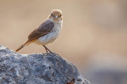 Arabian wheatear, Arabian wheatear, (Oenanthe lugentoide, Middle East, Oman, Jabal Samhan, Salalah,
