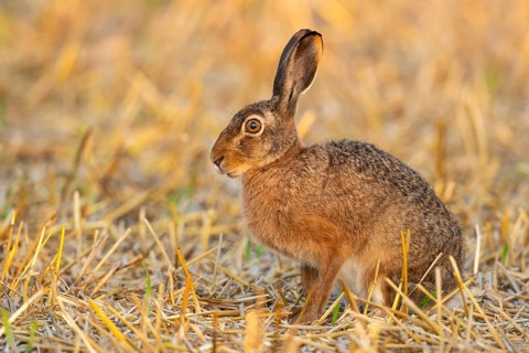 European hare (Lepus europaeus), Vechta, Lower Saxony, Germany