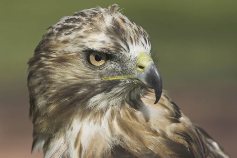 Red-tailed Hawk (Buteo jamaicensis), Alberta, Canada