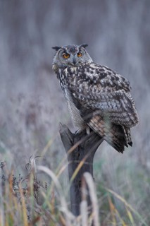 EuropäischerUhu, lat. Bubo bubo, auf Weidepfahl sitzend und zurück schauend