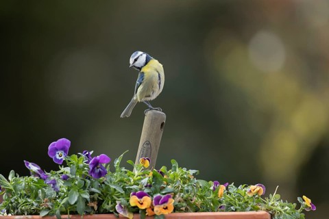 Blue tit (Cyanistes caeruleus) adult garden bird on a trowl handle in plant pot with pansy and