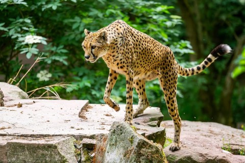 Cheetah (Acinonyx jubatus) walking around on the ground, Germany